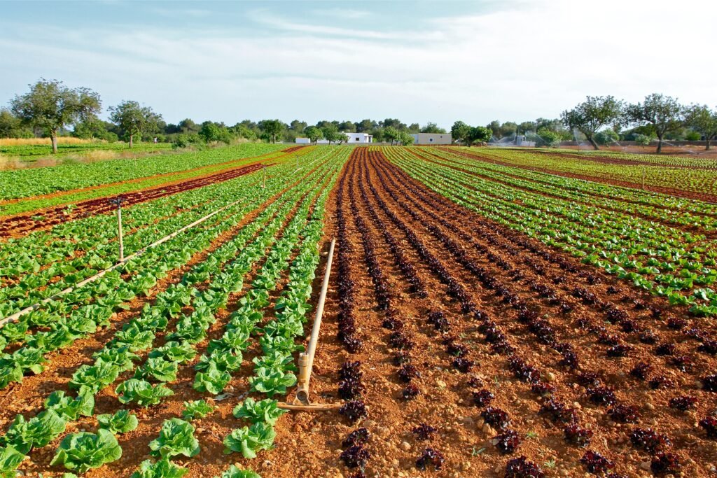 Un campo de lechugas exuberante y saludable, simbolizando el aumento de la productividad agrícola gracias al uso de fitosanitarios.