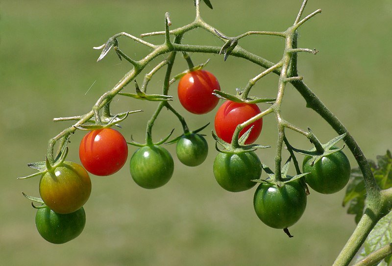 File:Tomates cerises FR 2012.jpg