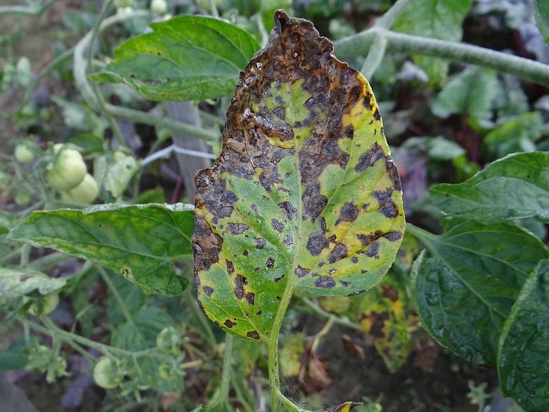 File:Alternaria solani a1 (2).jpg