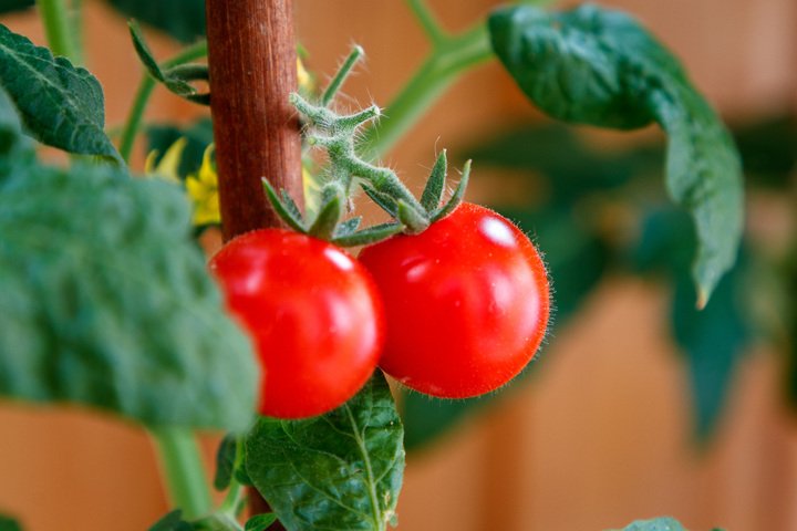 Tomate cherry