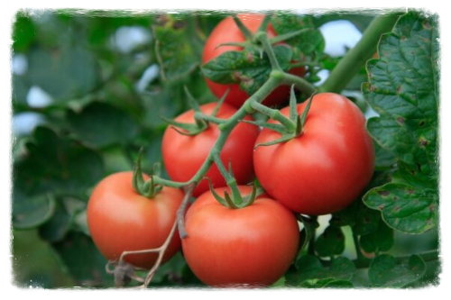 Plantación de tomates
