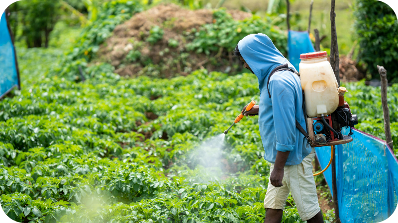 Persona fumigando con una maquina de sulfatar con motor
