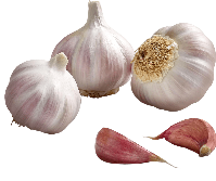 Guía de cultivo de los Ajos