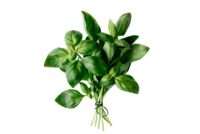 Foto_Albahaca_Primavera