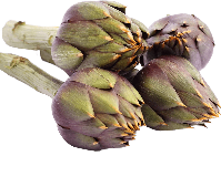 Guía de cultivo de las Alcachofas