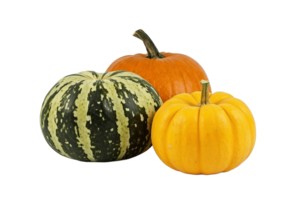 Guía de cultivo de Calabaza