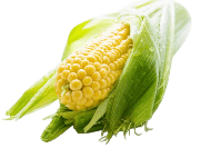 Guía de cultivo del Maíz