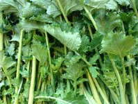 Guía de cultivo de Grelos o Nabizas