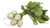 Guía de cultivo de los Nabos