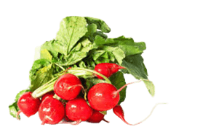 Guía de cultivo de los Rabanitos