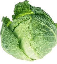 Guía de cultivo del Repollo