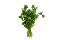 Foto_Cilantro_Primavera