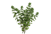 Foto_Oregano_Primavera